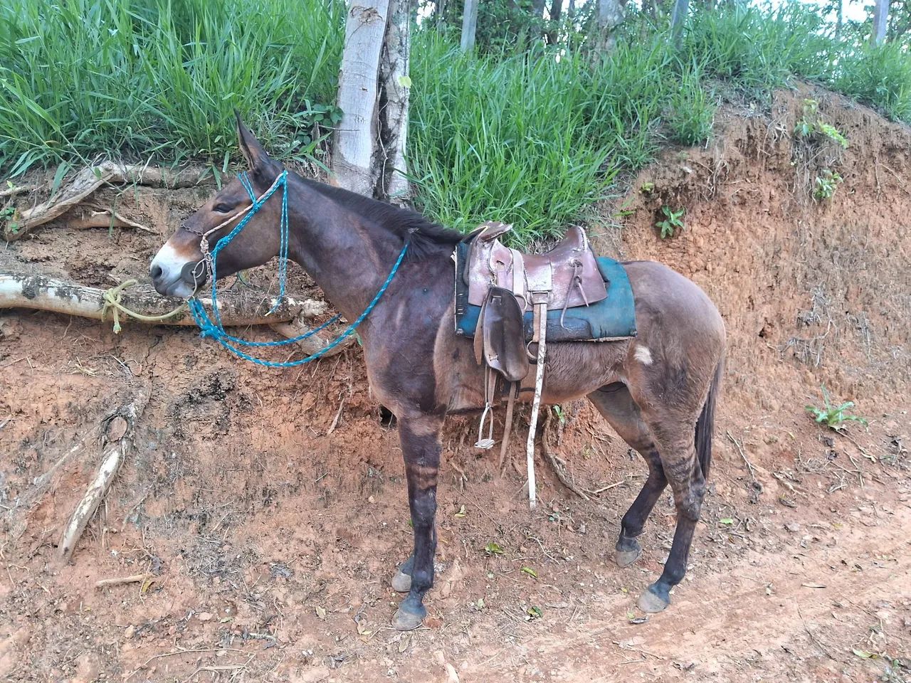 Vendo mula top - Foto 6