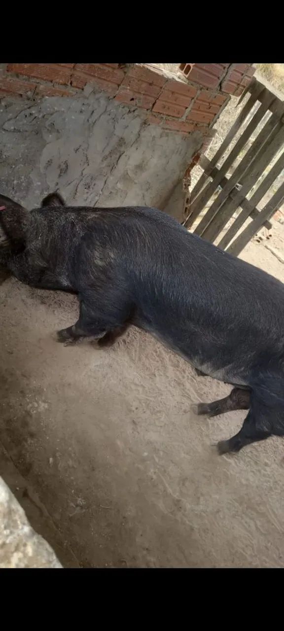 Leitão porca prenha e um barão durok  - Foto 2