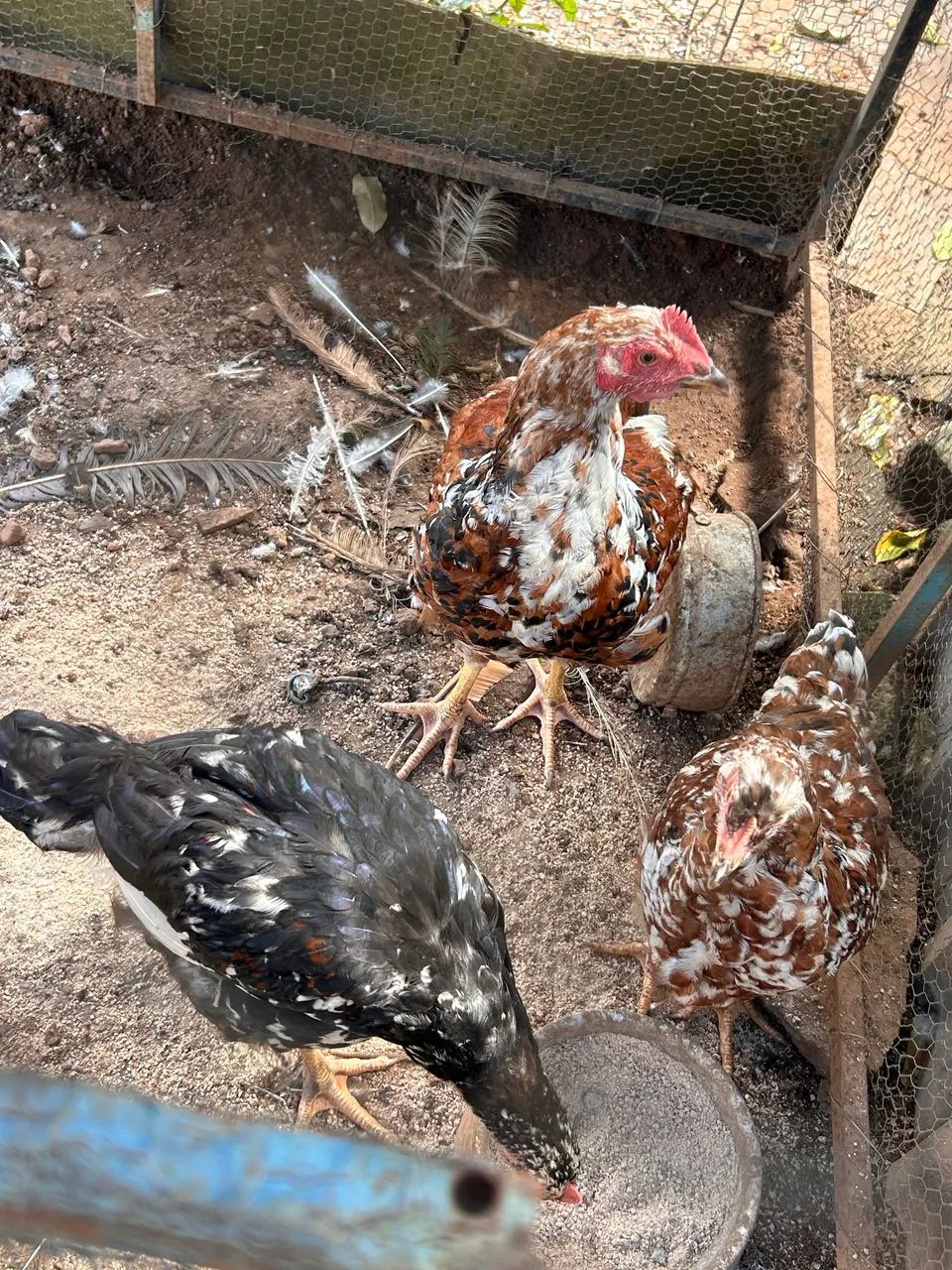 Galinha GSB balão sertaneja da Bahia - Foto 4