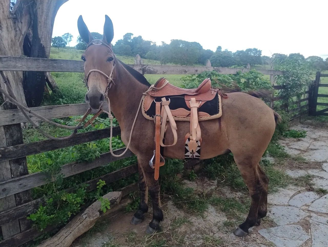 Cavalo - Foto 3