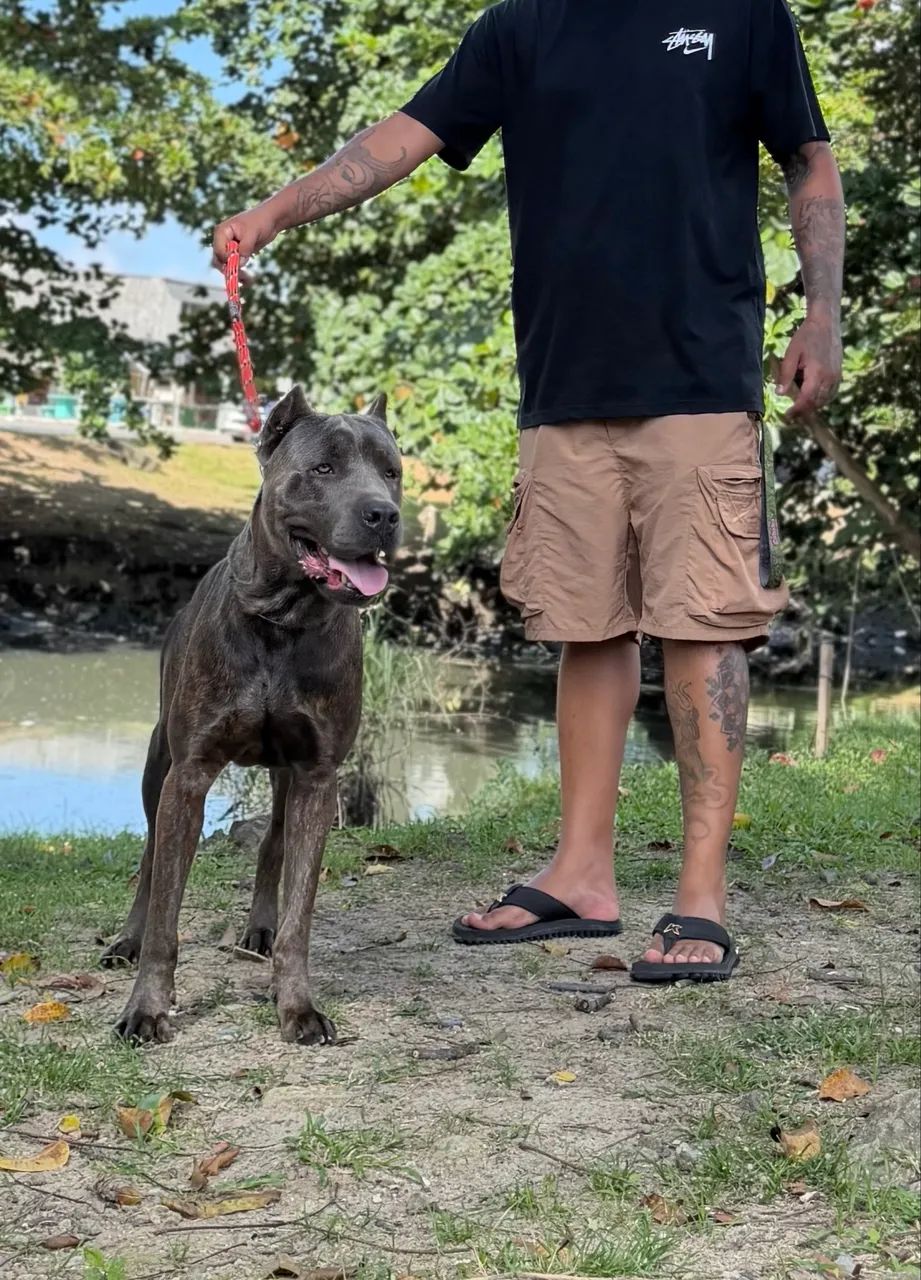 CANE CORSO (MACHO)  - Foto 3