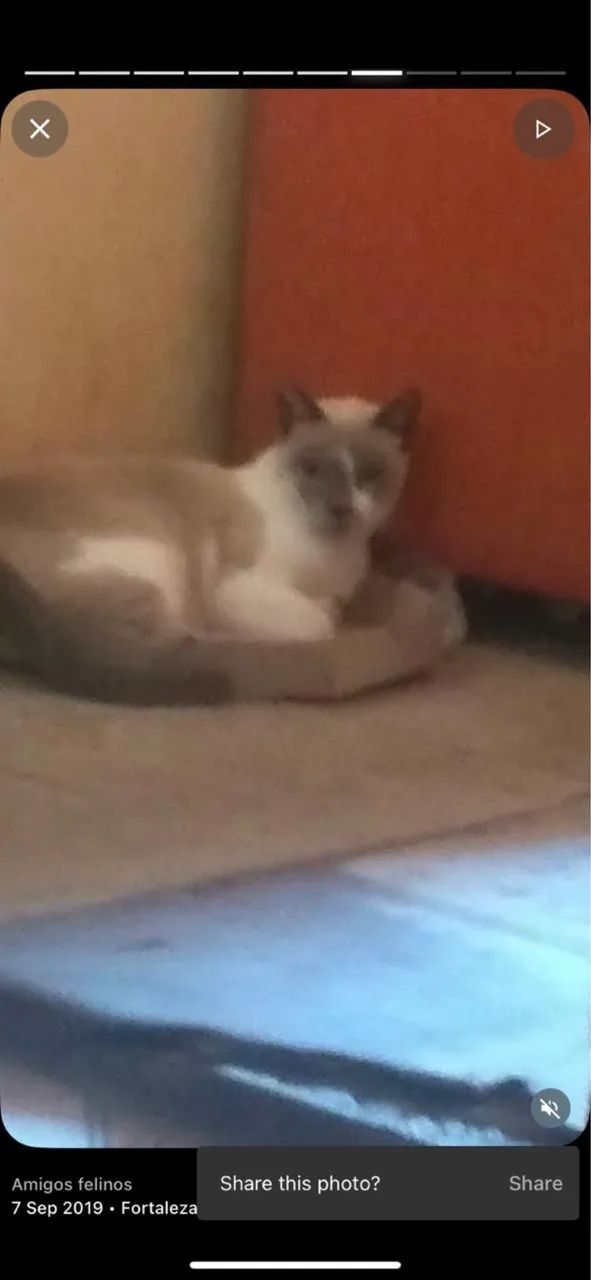 gato para adoção responsável - leia a descrição  - Foto 2