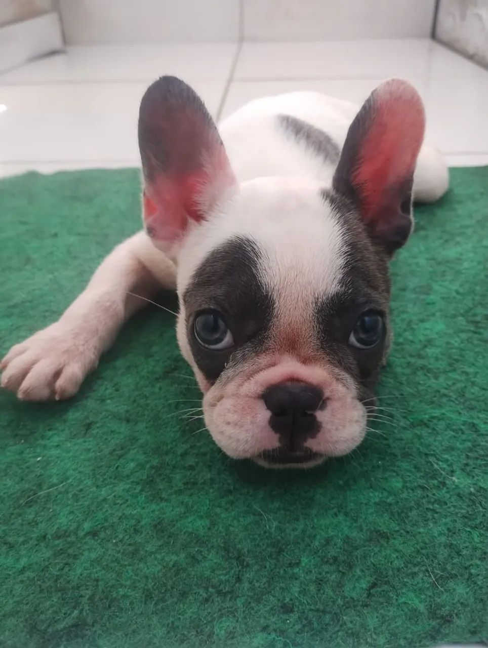 Bulldog francês  - Foto 3