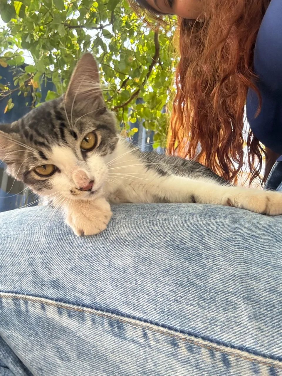 Gato 