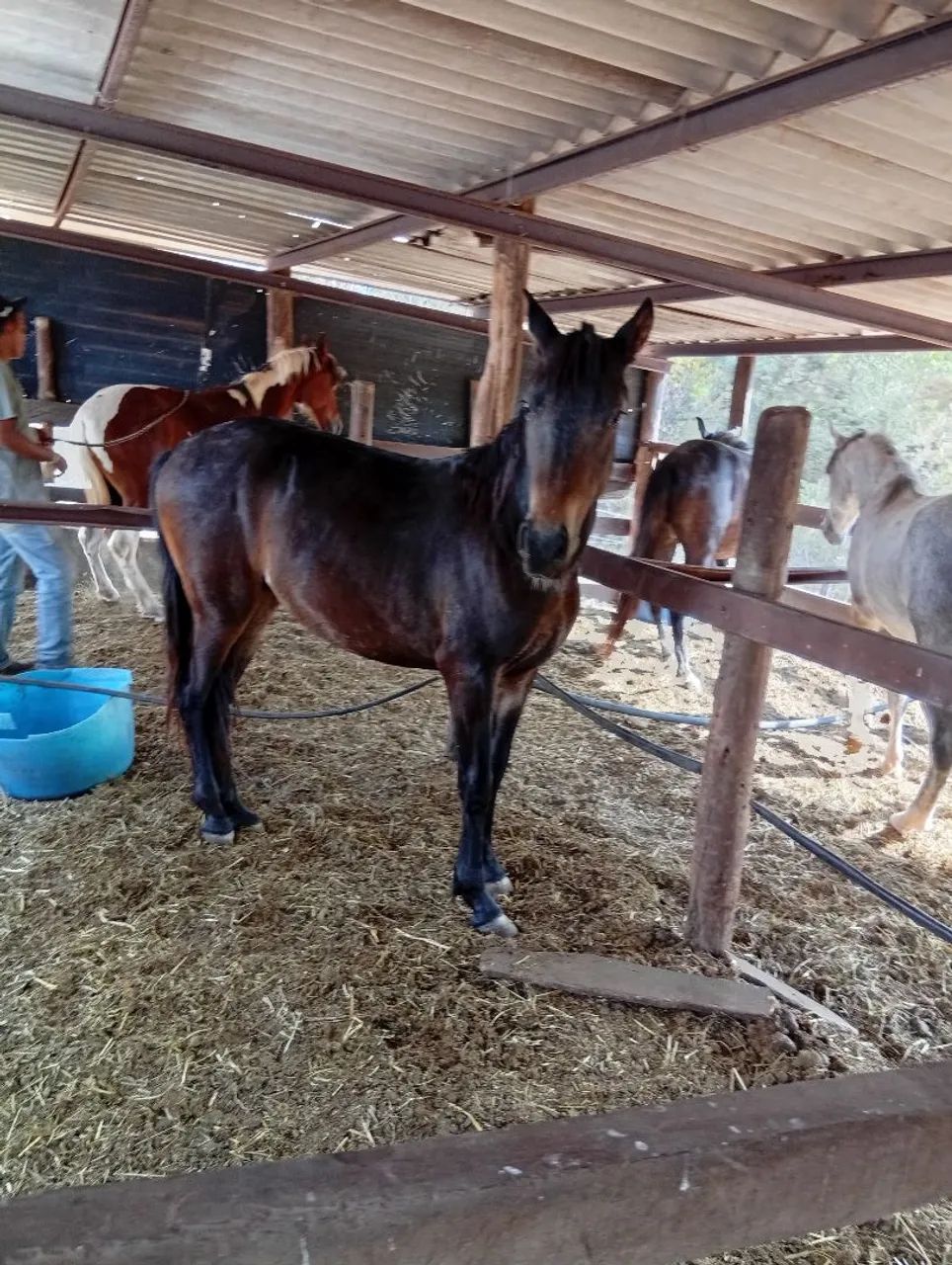 Potro a venda. Registrado