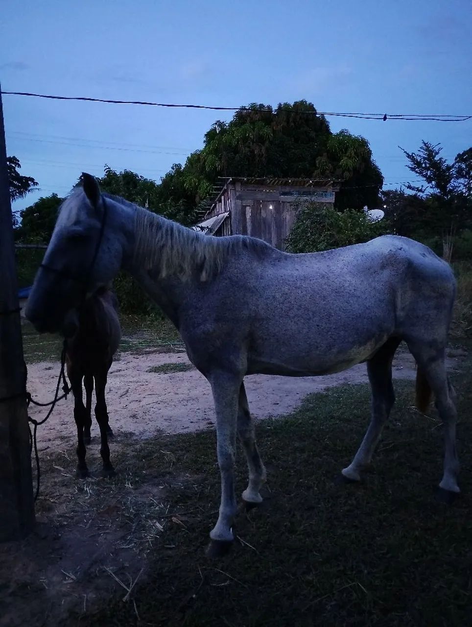 Linda potra mestiça e sua mãe já prenha - Foto 5