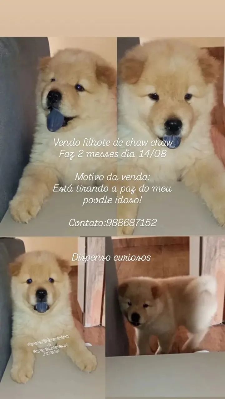 Filhote de chaw chaw 2 meses 