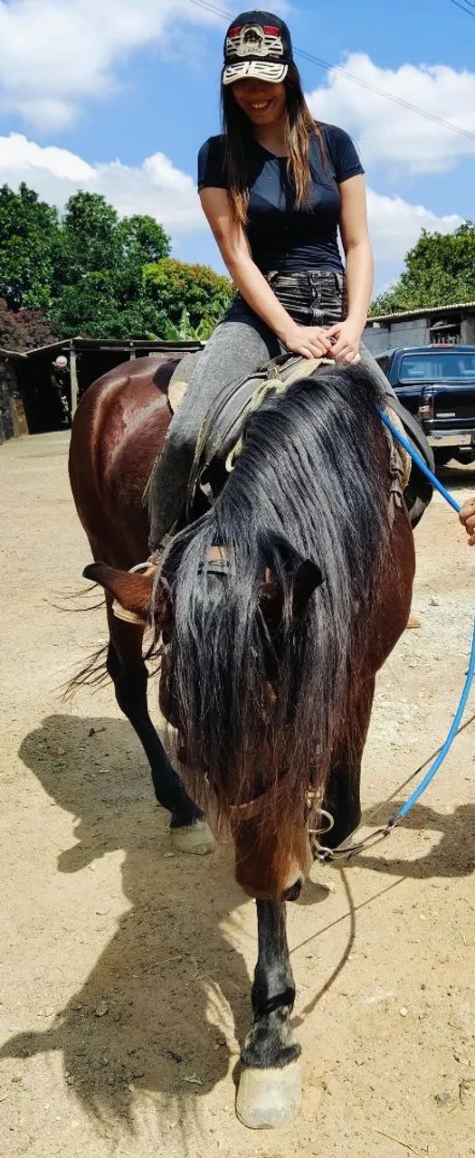 CAVALO PURO SANGUE LUSITANO OPORTUNIDADE ÚNICA!!! - Foto 5