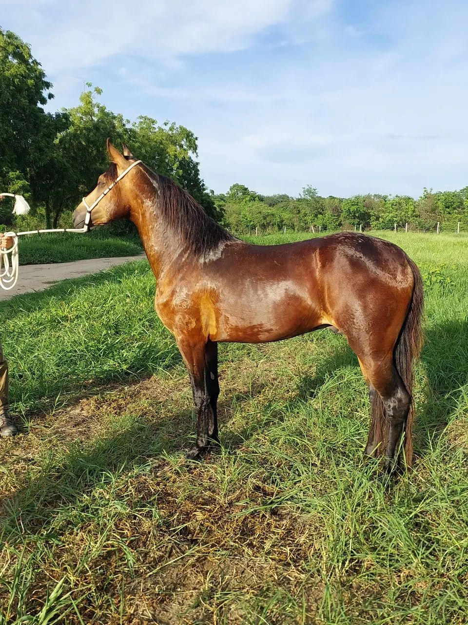 Potro registrado a venda  - Foto 5