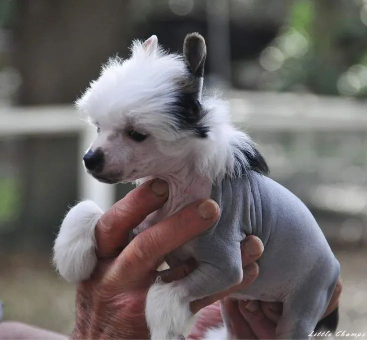 Cão da Crista chinesa  - Foto 4