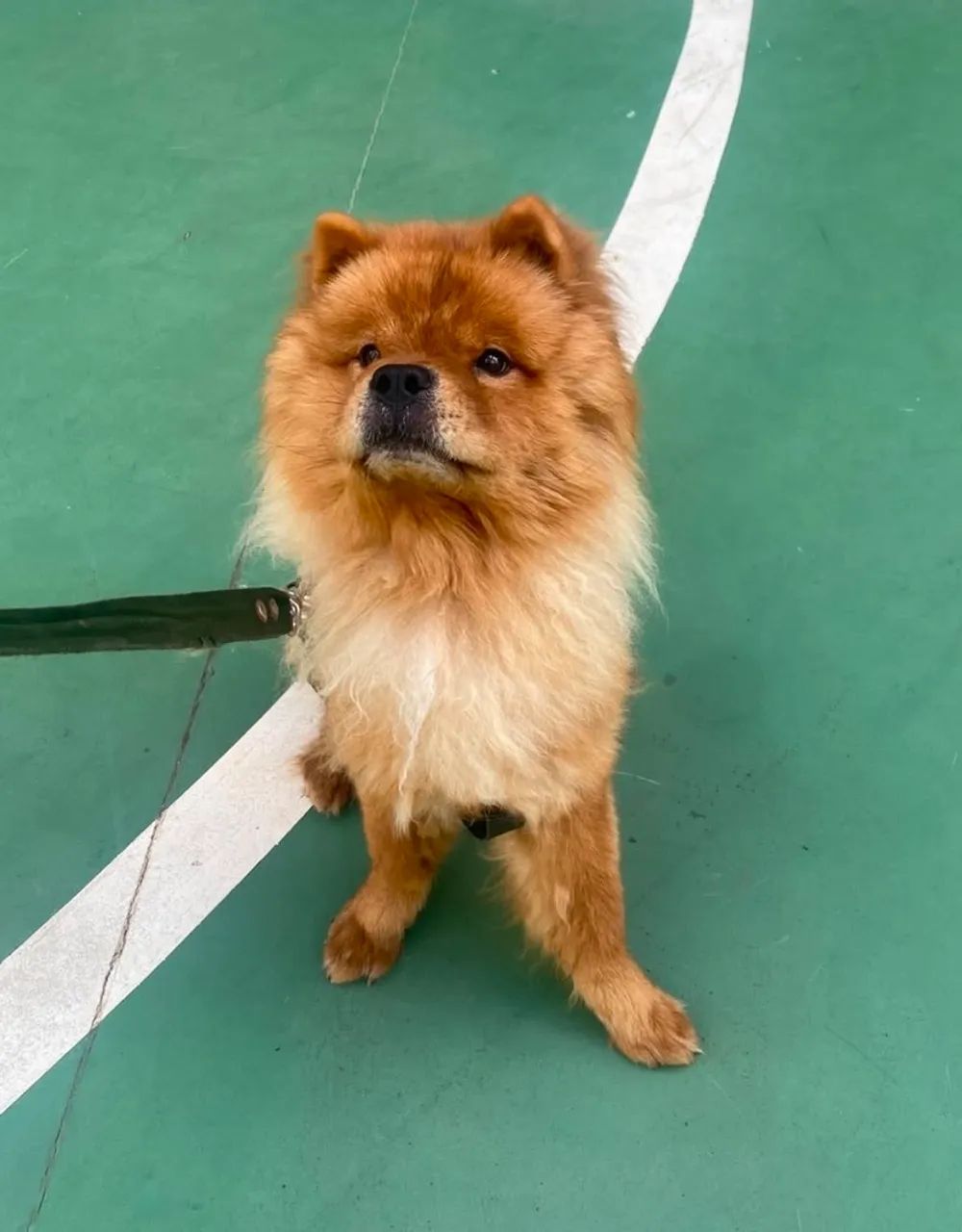 Doação Chow chow. 