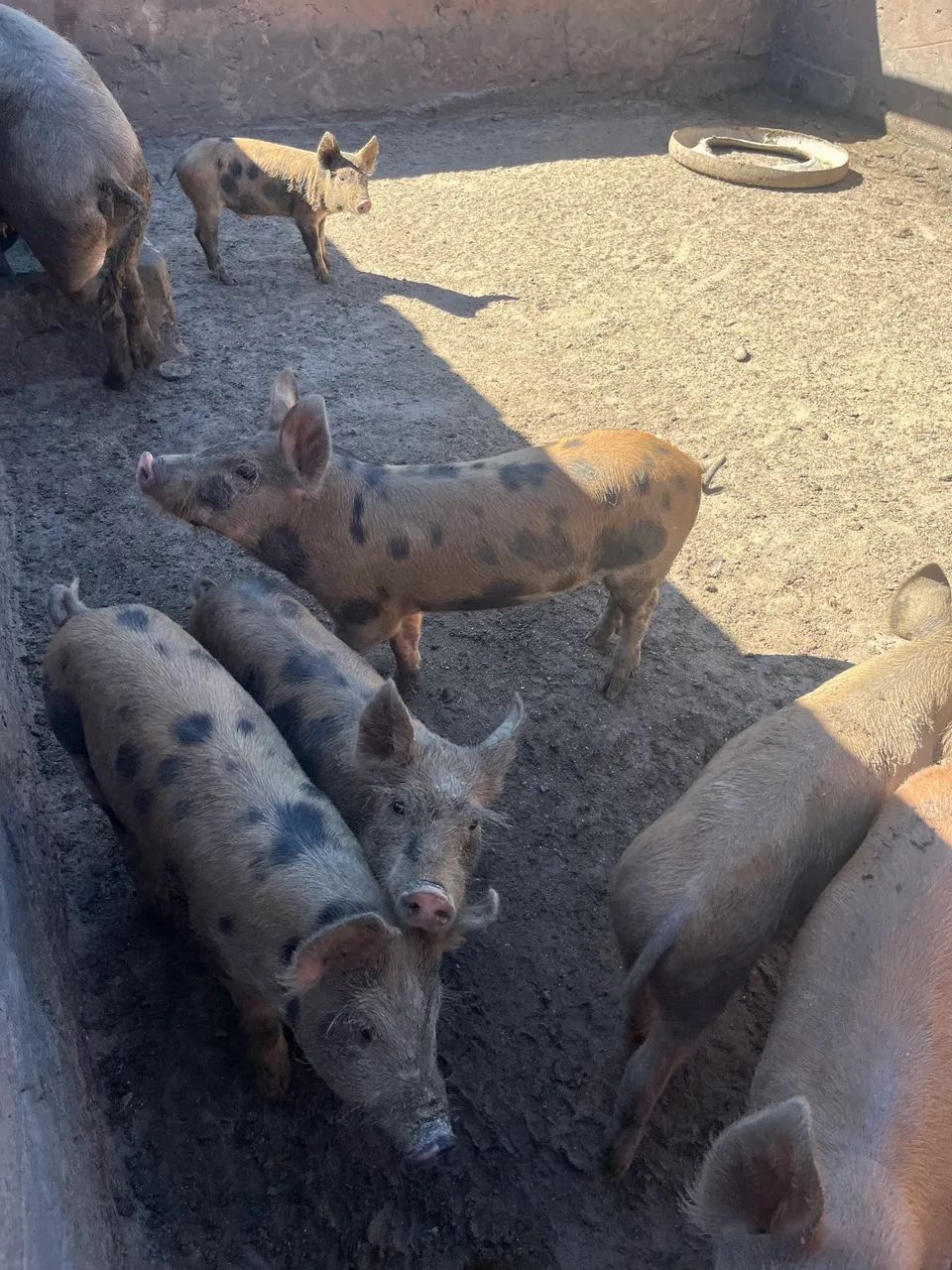 Porcos Duroc  - Foto 5