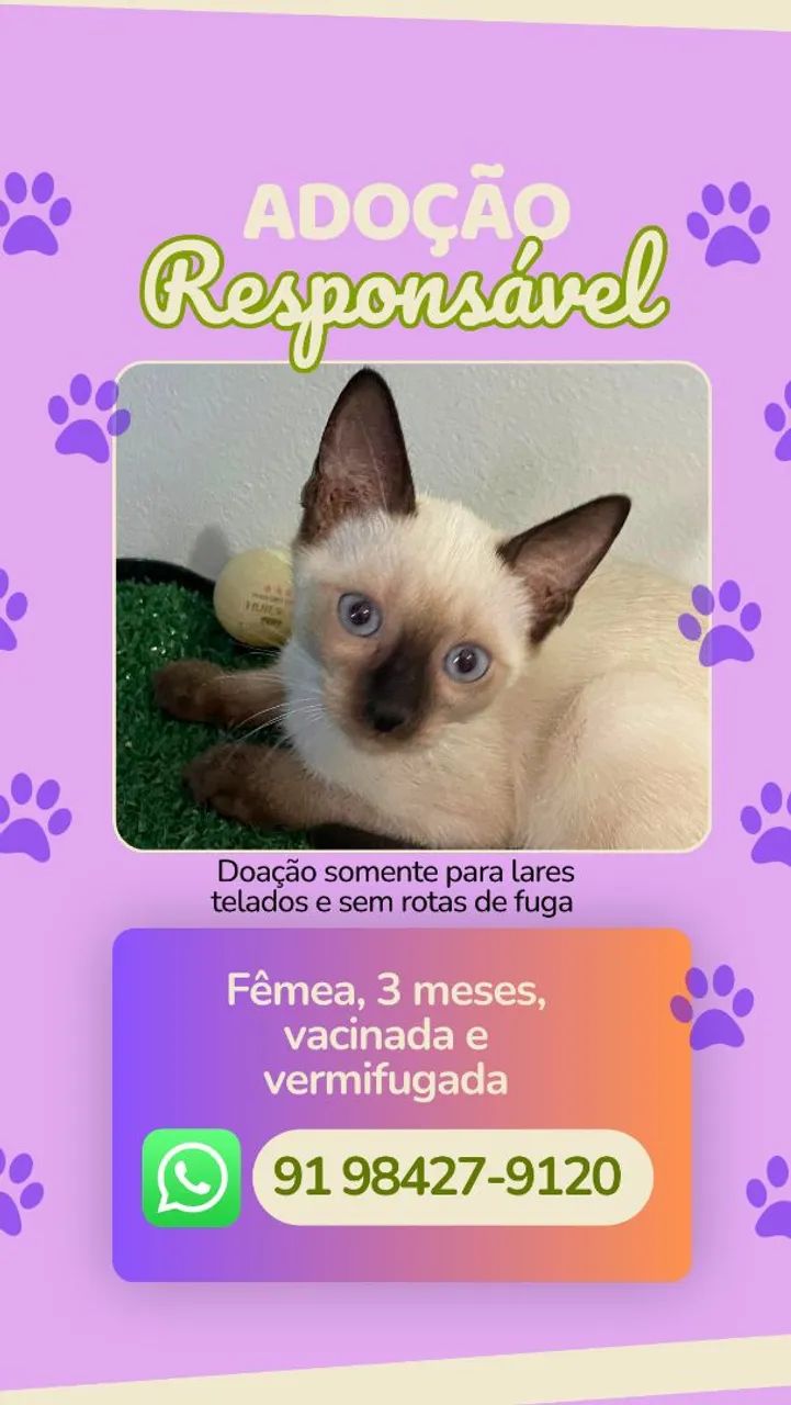 Adoção Responsável de Gatinhos - Foto 3