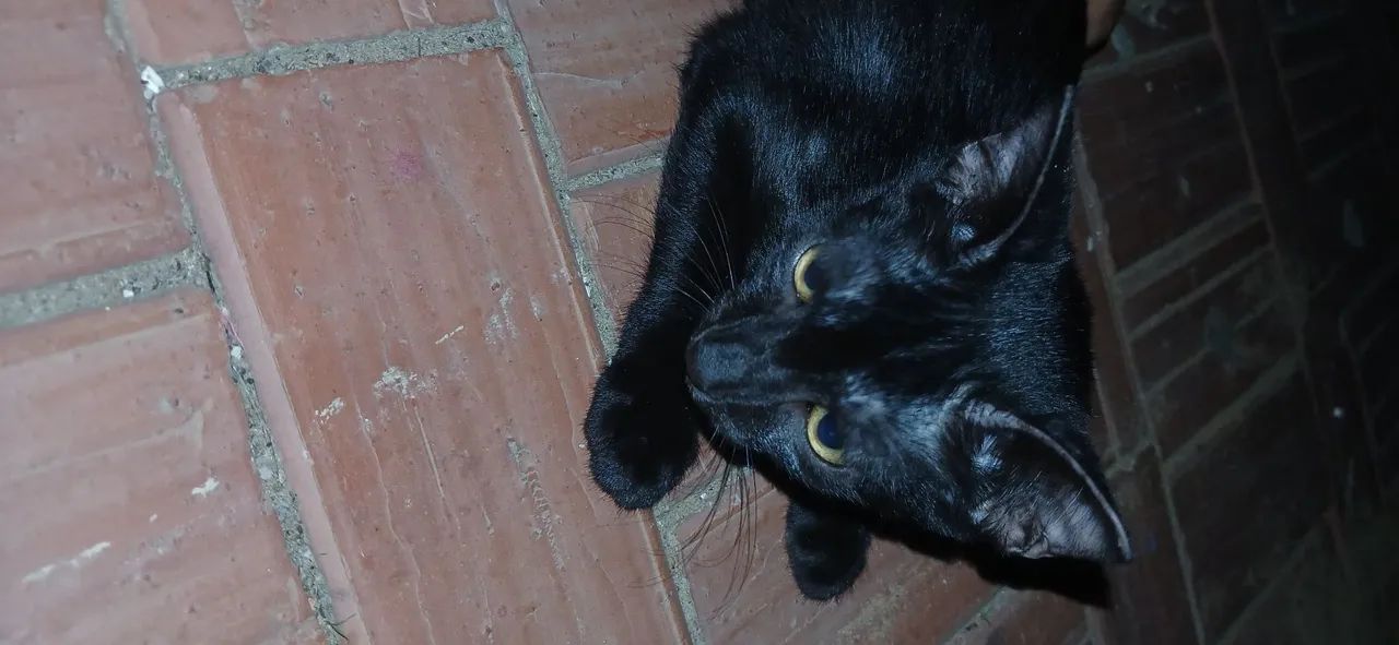 gatinhas para adoção  - Foto 2