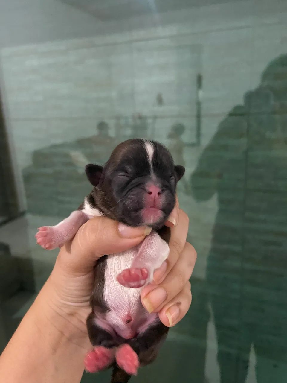 Cachorro - Foto 3