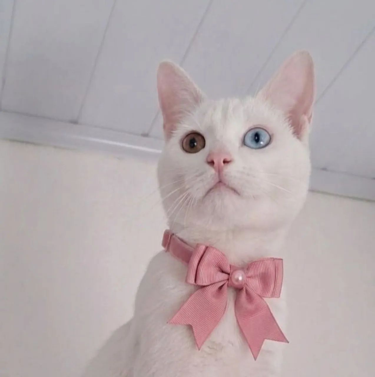 Gatinha doação 