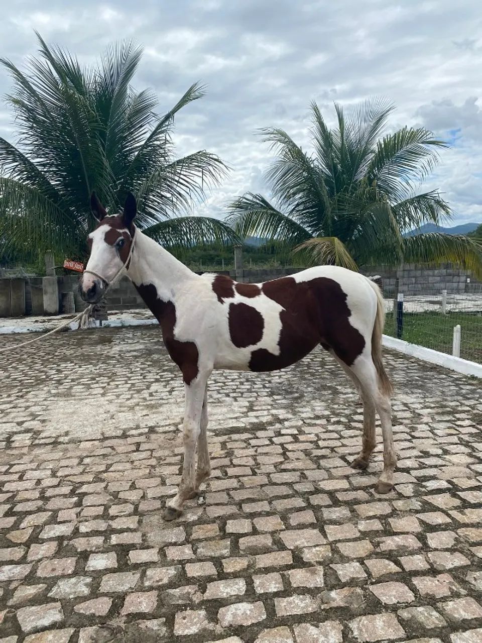 Potra Pampa Pelagem Exótica - Foto 2
