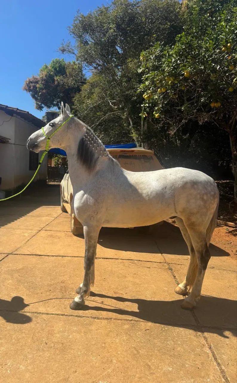 Cavalo mangalarga marchador registrado