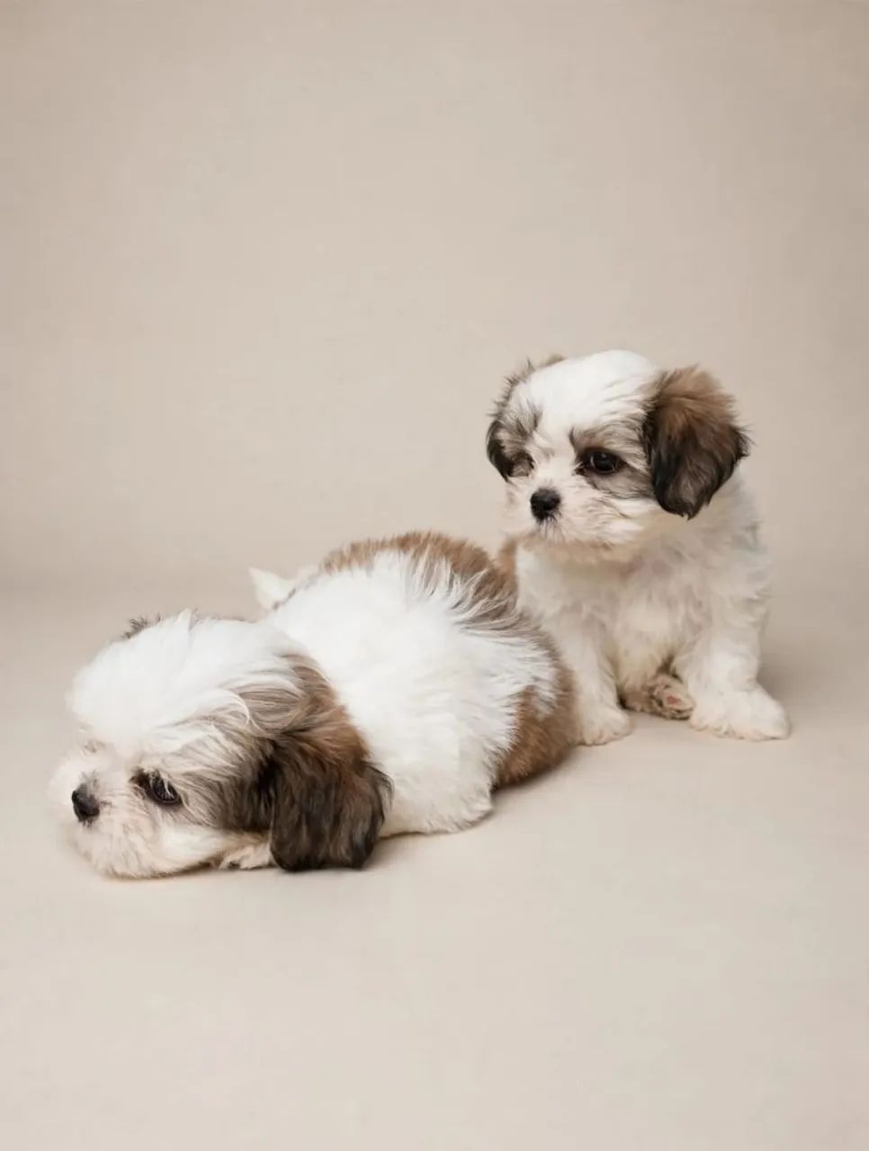 Lhasa apso  - Foto 2