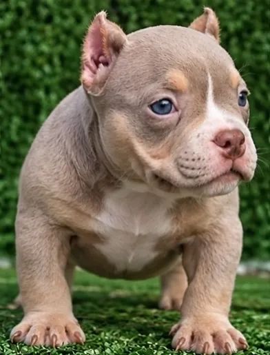 American bully - Foto 2