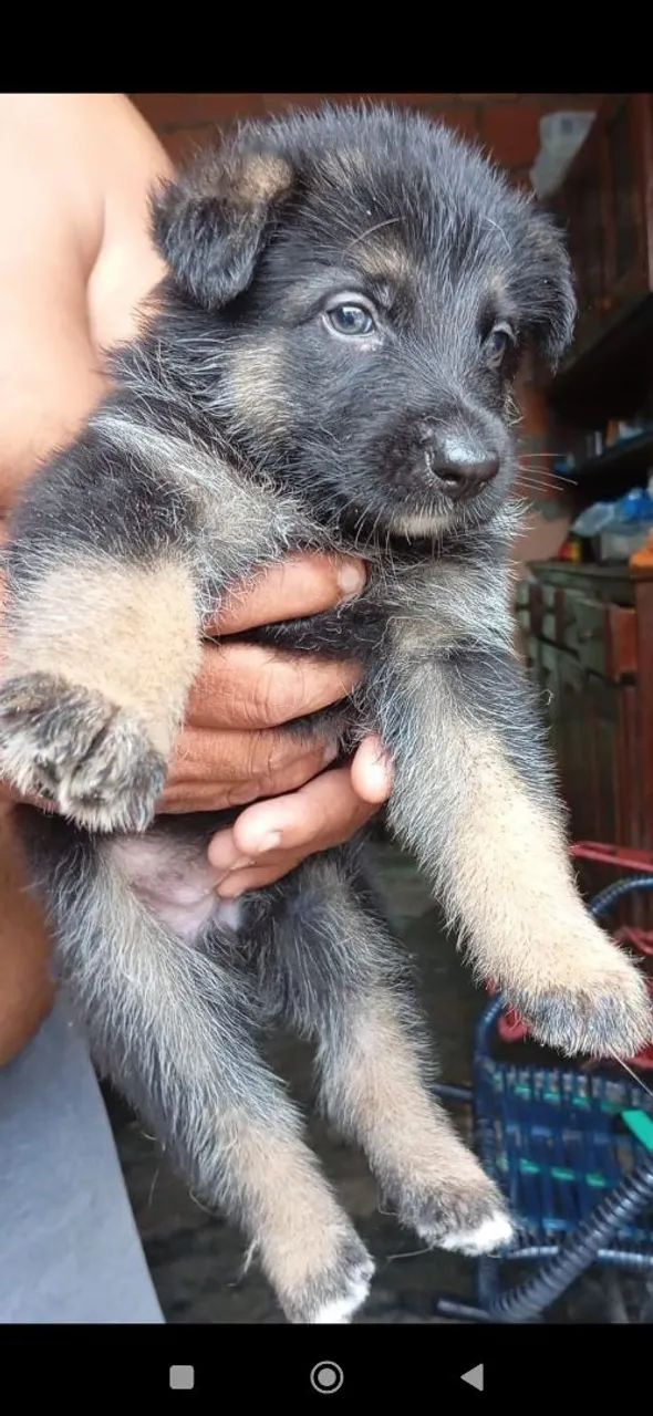 Lindas fêmeas de pastor alemão capa preta  - Foto 2