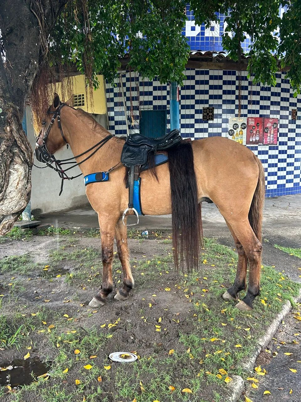 Cavalo mestiço de manga larga a venda