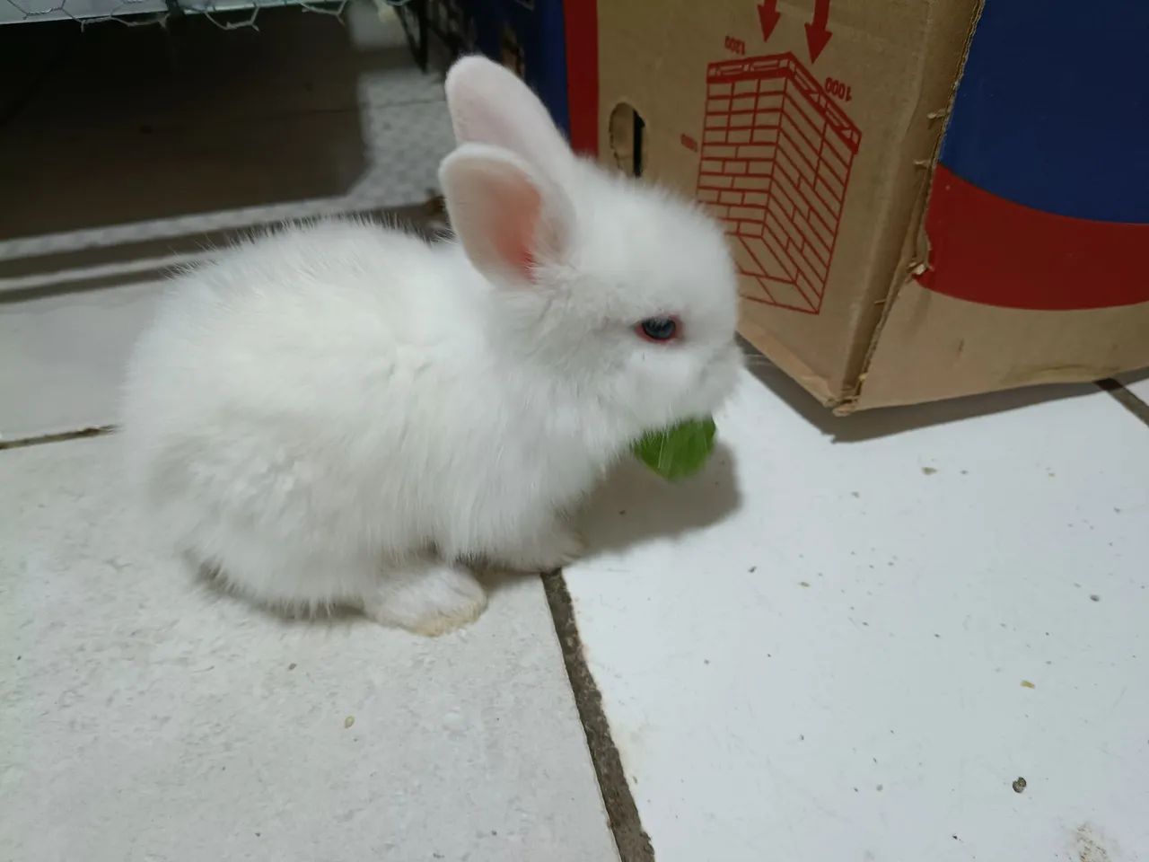 Teddy - Foto 3