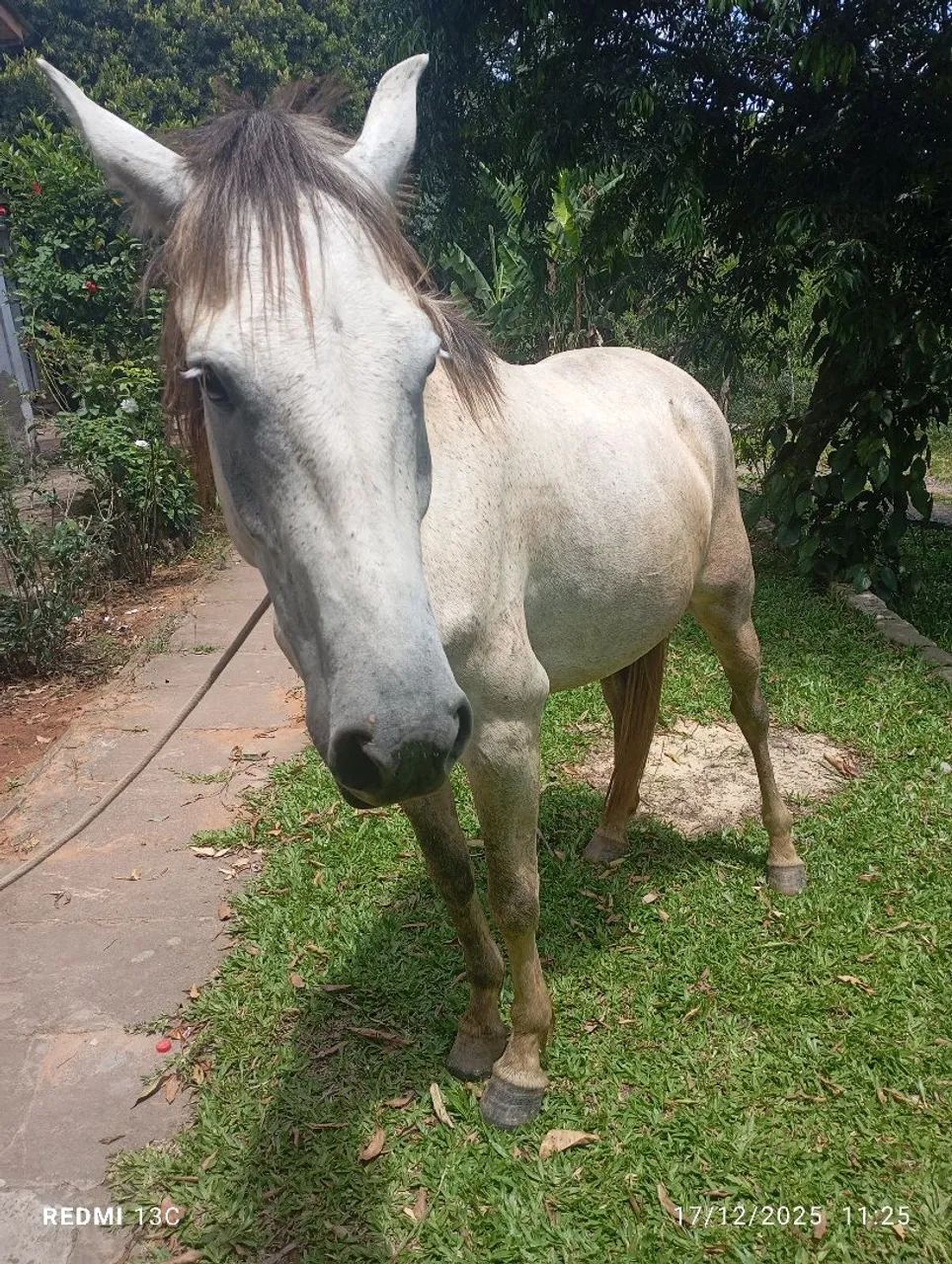 Vendo cavalo mangalarga manso 5 anos bom de marcha bem domado  - Foto 5