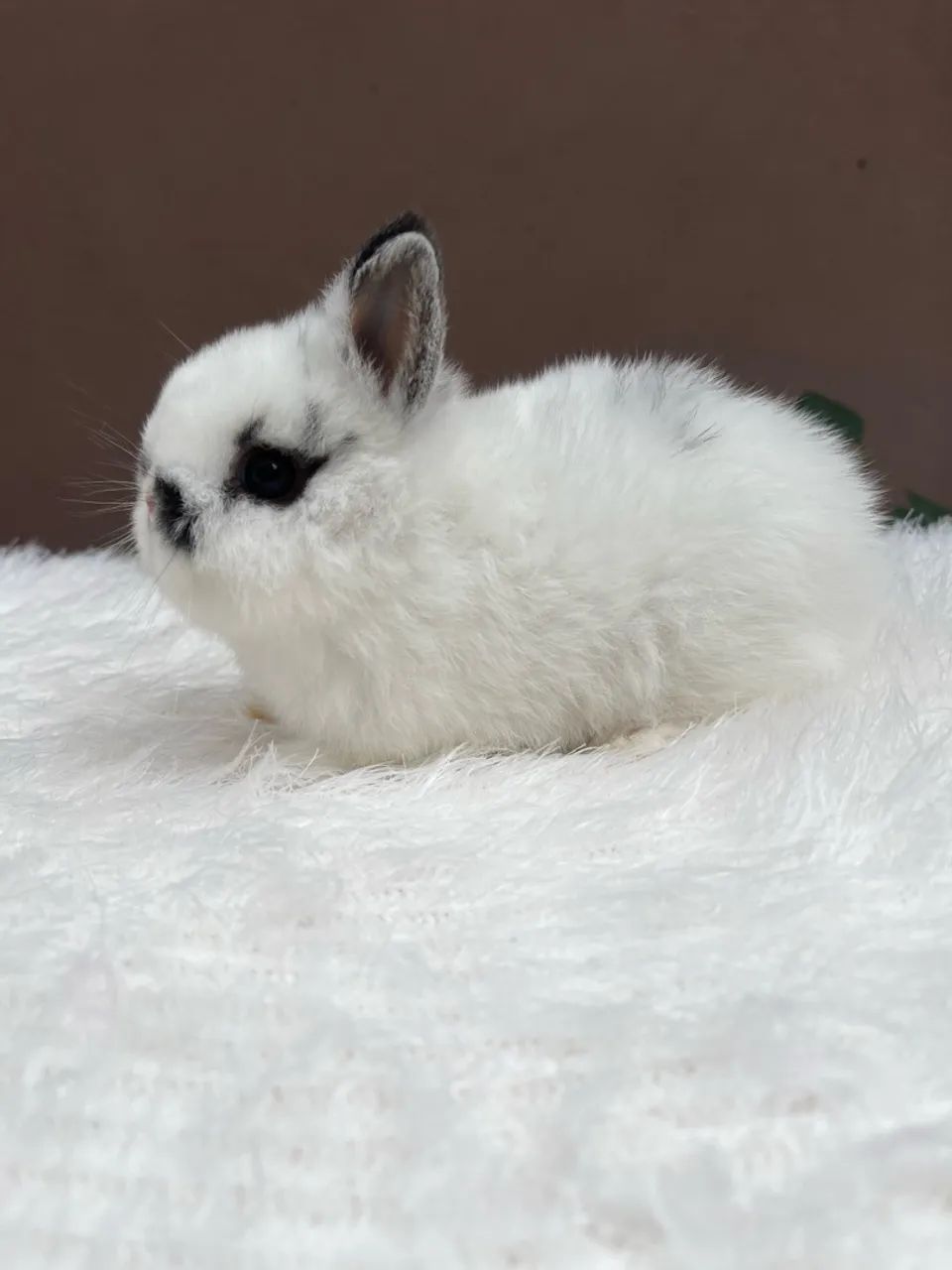 Mini coelho - Foto 3