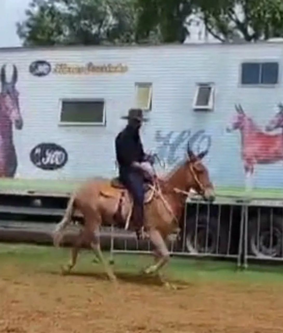 PRINCESA - Mula Marcha Picada Registrada - Foto 2