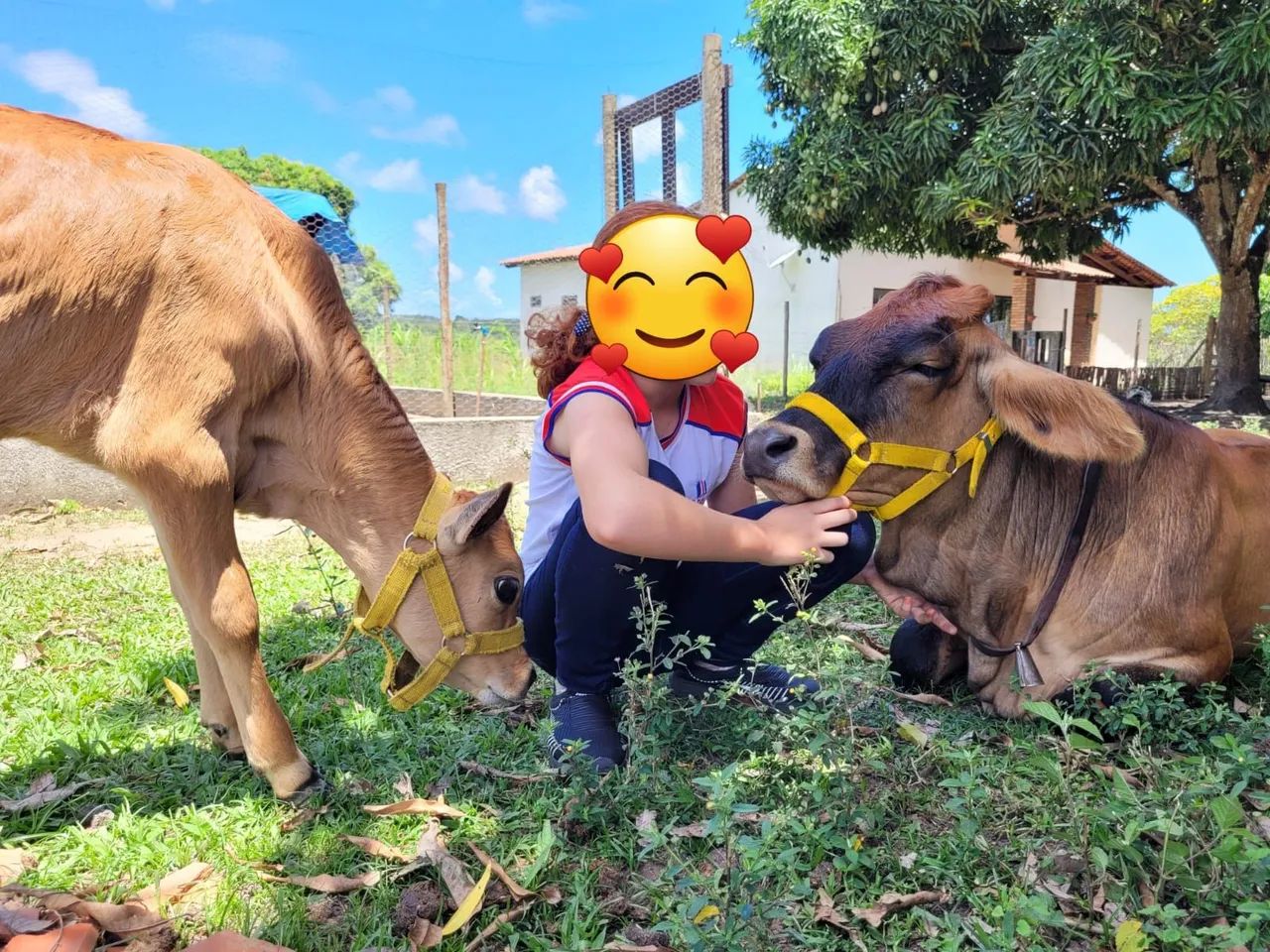 Festas com Poneis e Mini vacas