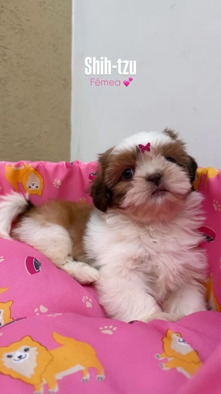 Shihtzu - Cachorros - Parque Santa Rita, São Paulo 1536955884 | OLX