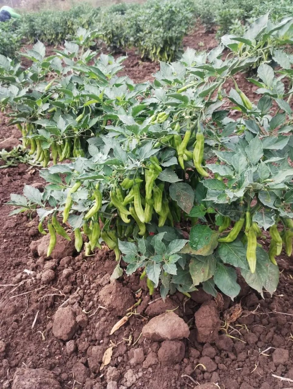 Verduras - Foto 2