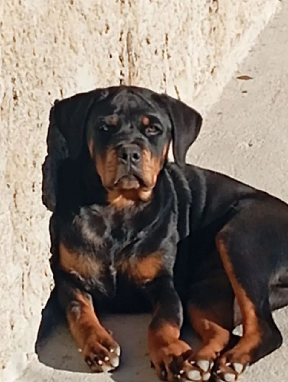 Rottewelleir fêmea 5 meses com pedigree e microchipada 