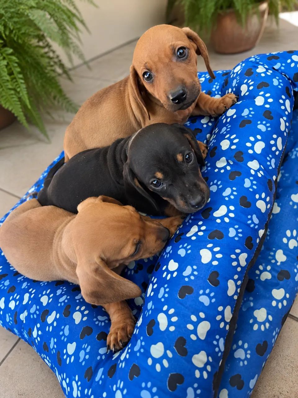 Basset Machos - Foto 4