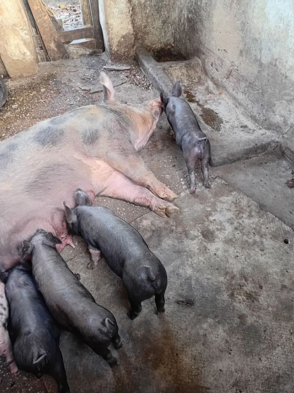 Porcos  - Foto 2