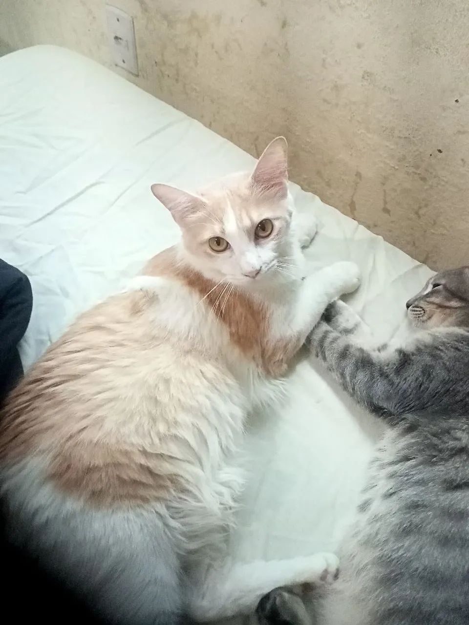 Gata pra doação  - Foto 2