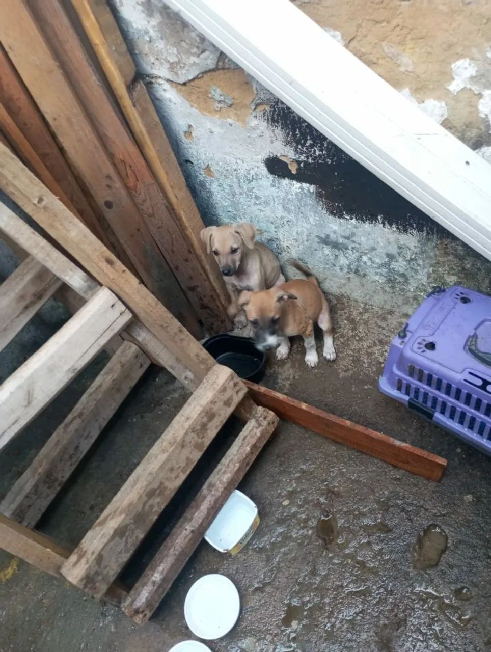 2 pets pra adoção responsável  - Foto 2