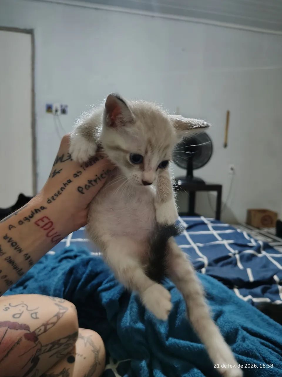 Doação de gatos - Foto 2