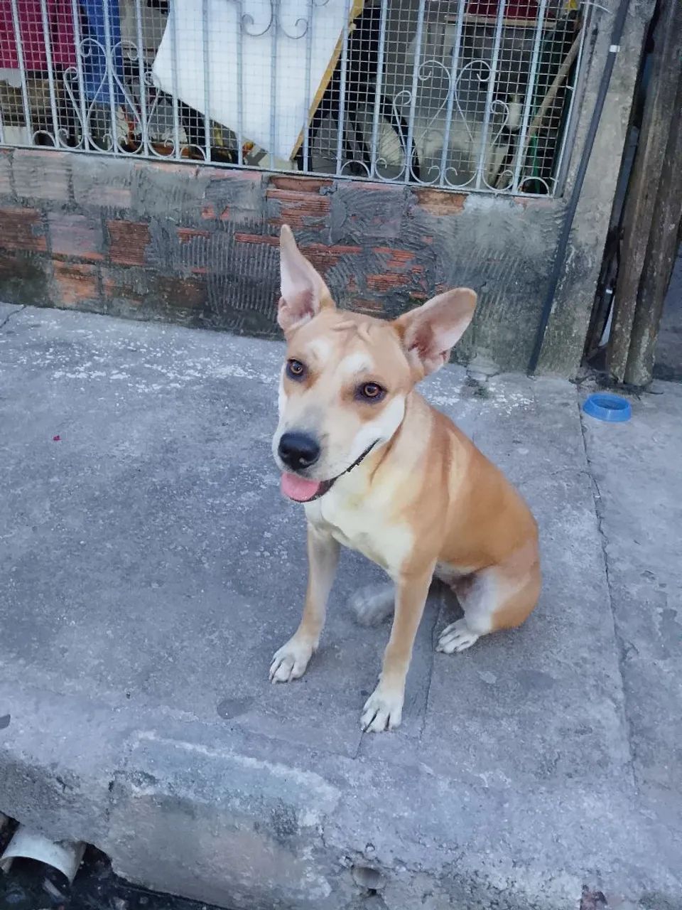 Doa cachorro  - Foto 2