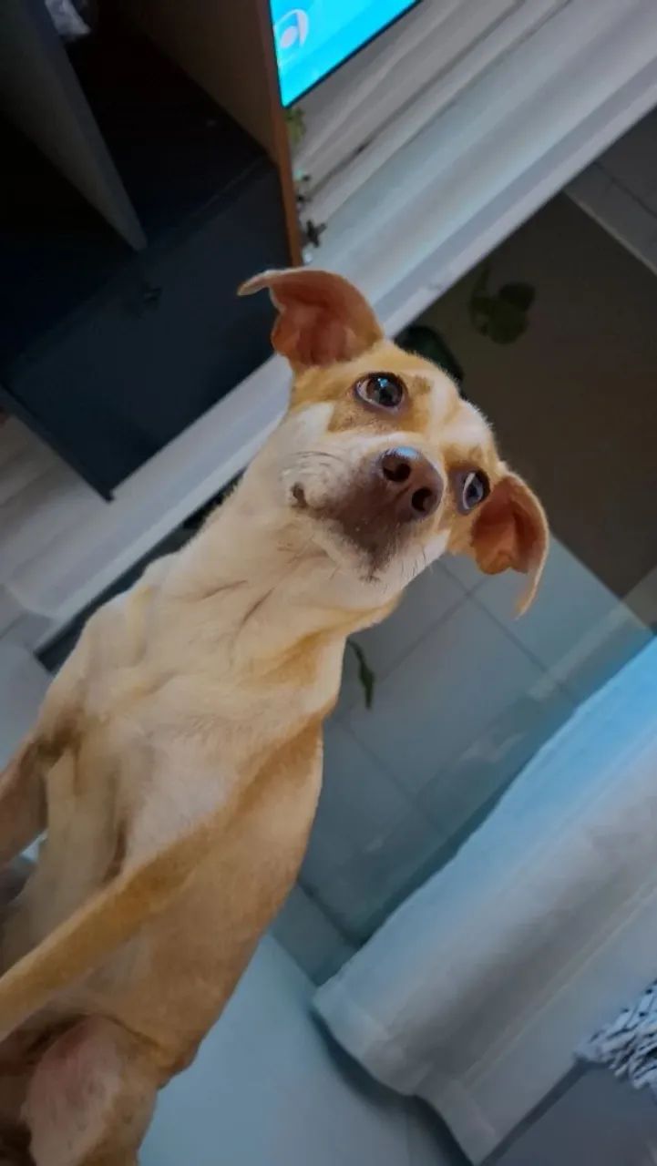 Adoção responsável  - Foto 5