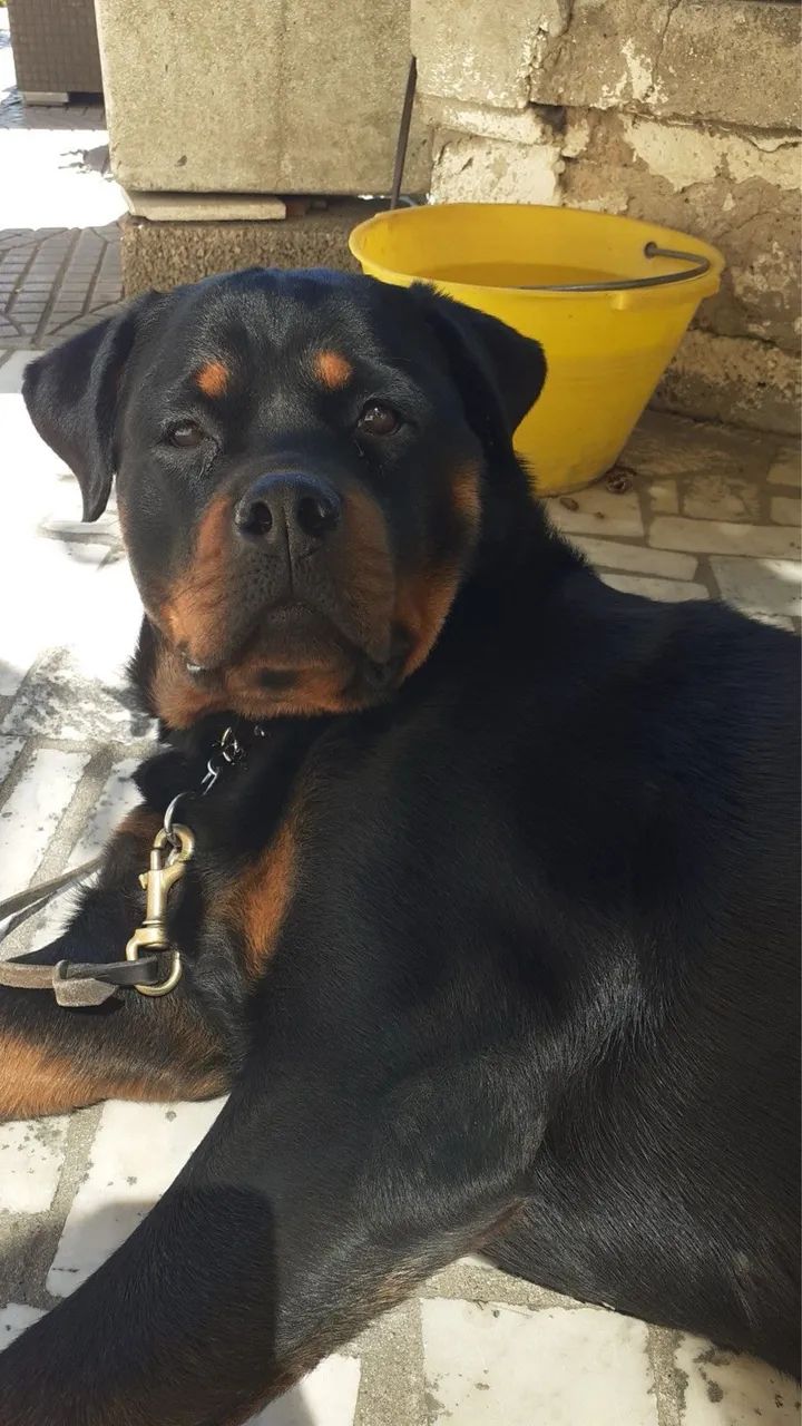 Filhotes Rottweiler  - Foto 3