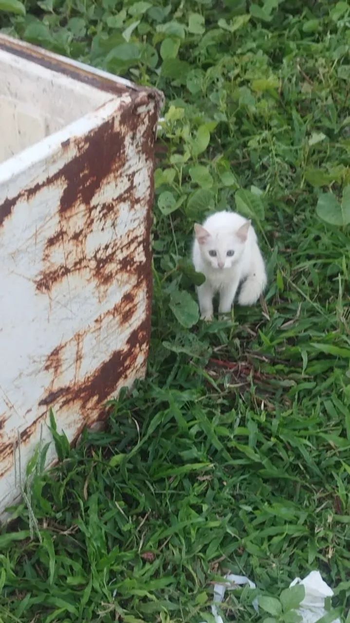 Doação de gatinho de rua cuidado