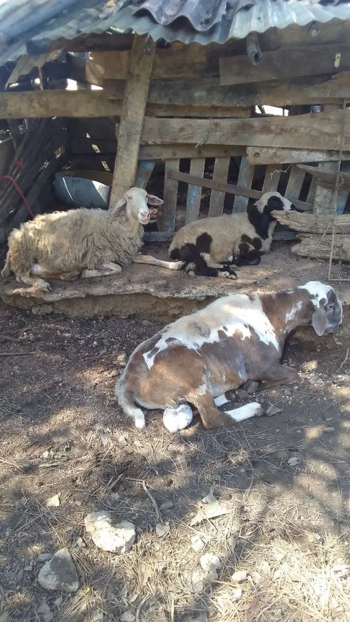Lote de carneiros e ovelhas - Foto 2