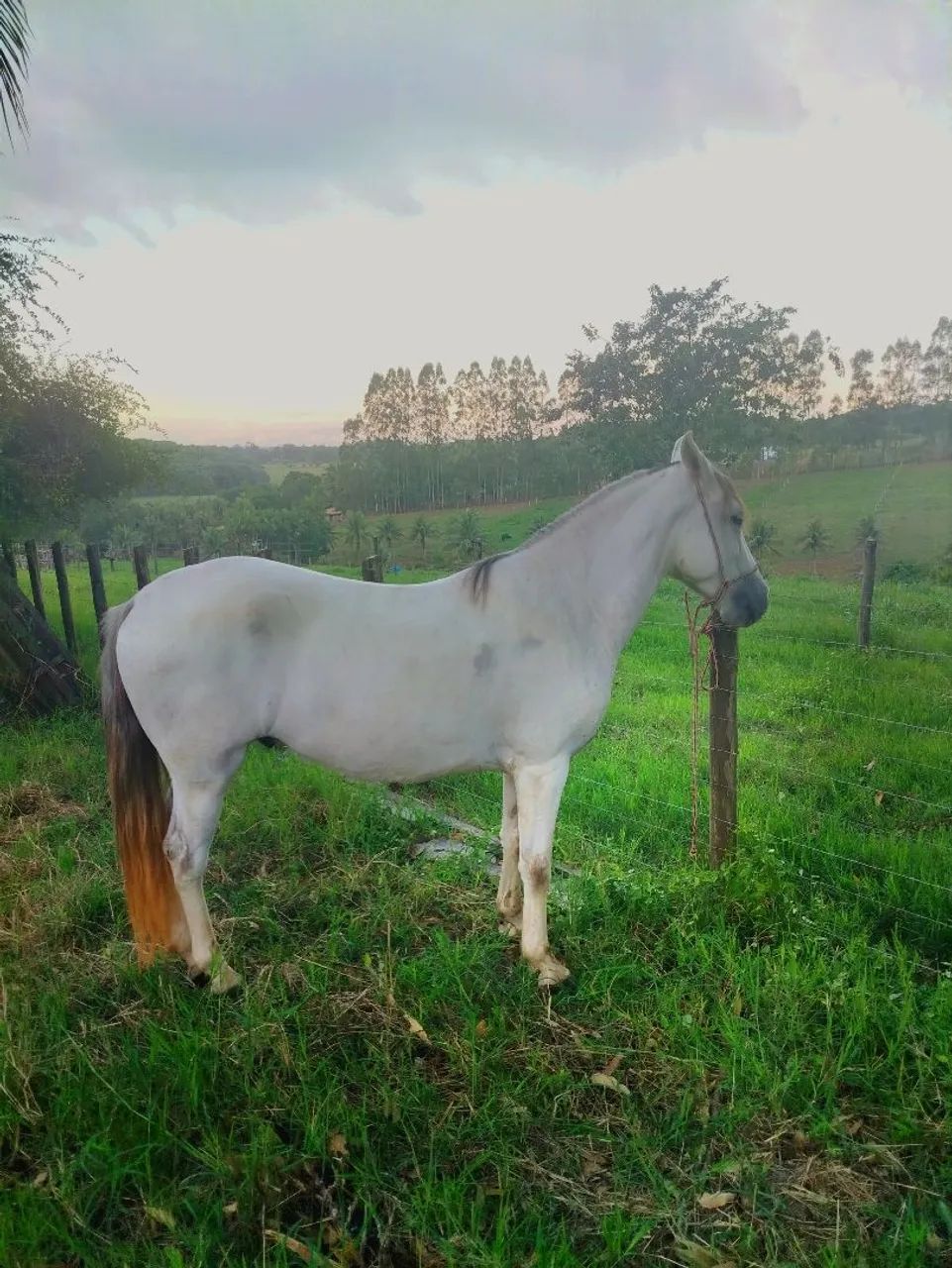 Vendo cavalo castrado com 5 anos e bem dócil  - Foto 3
