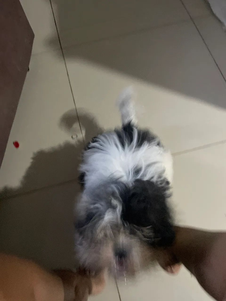 Vende se filhote macho 