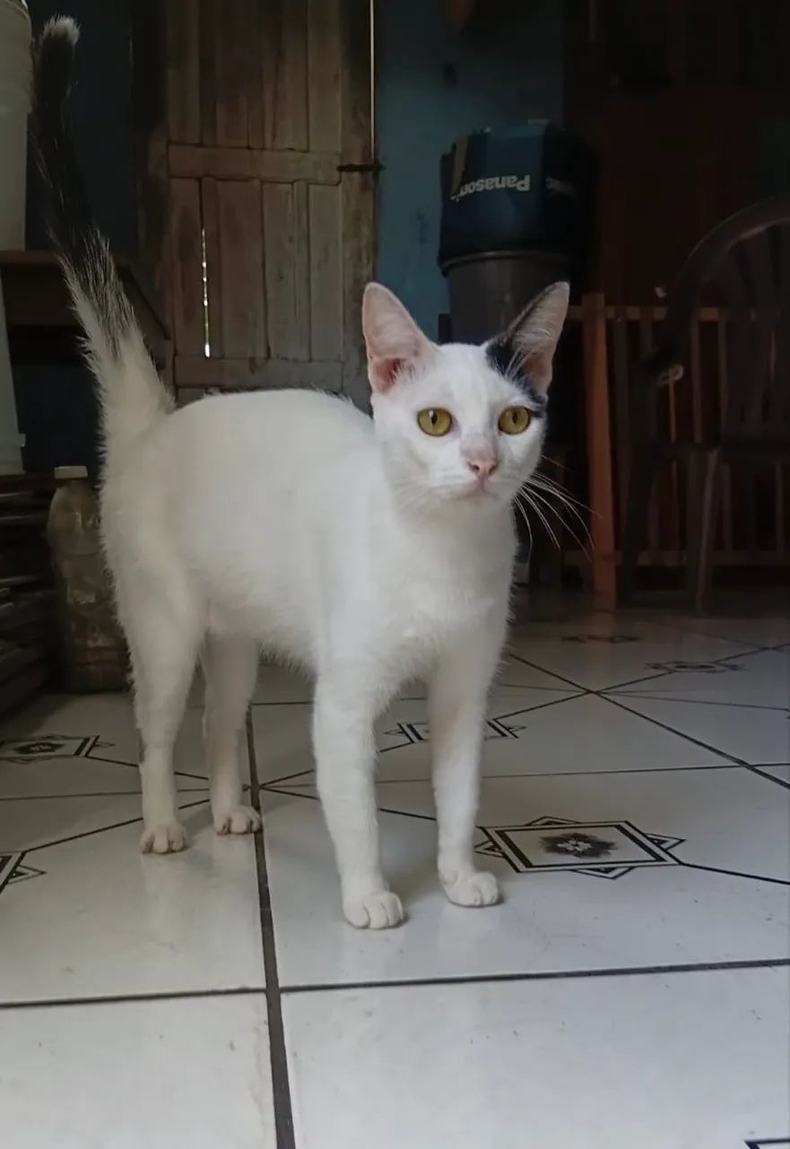 gatinha castrada - Foto 2