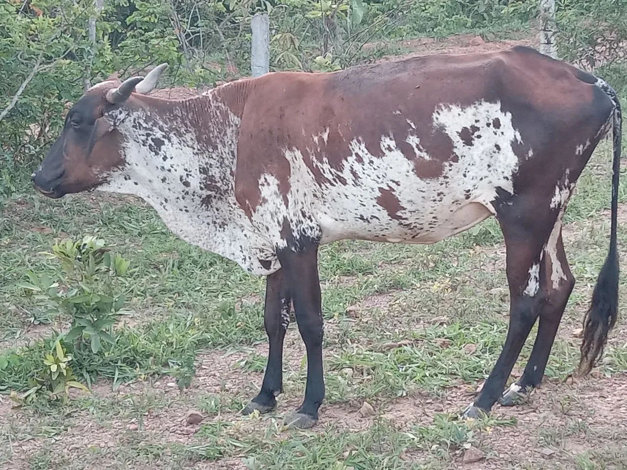 Vaca Girolando  - Foto 2