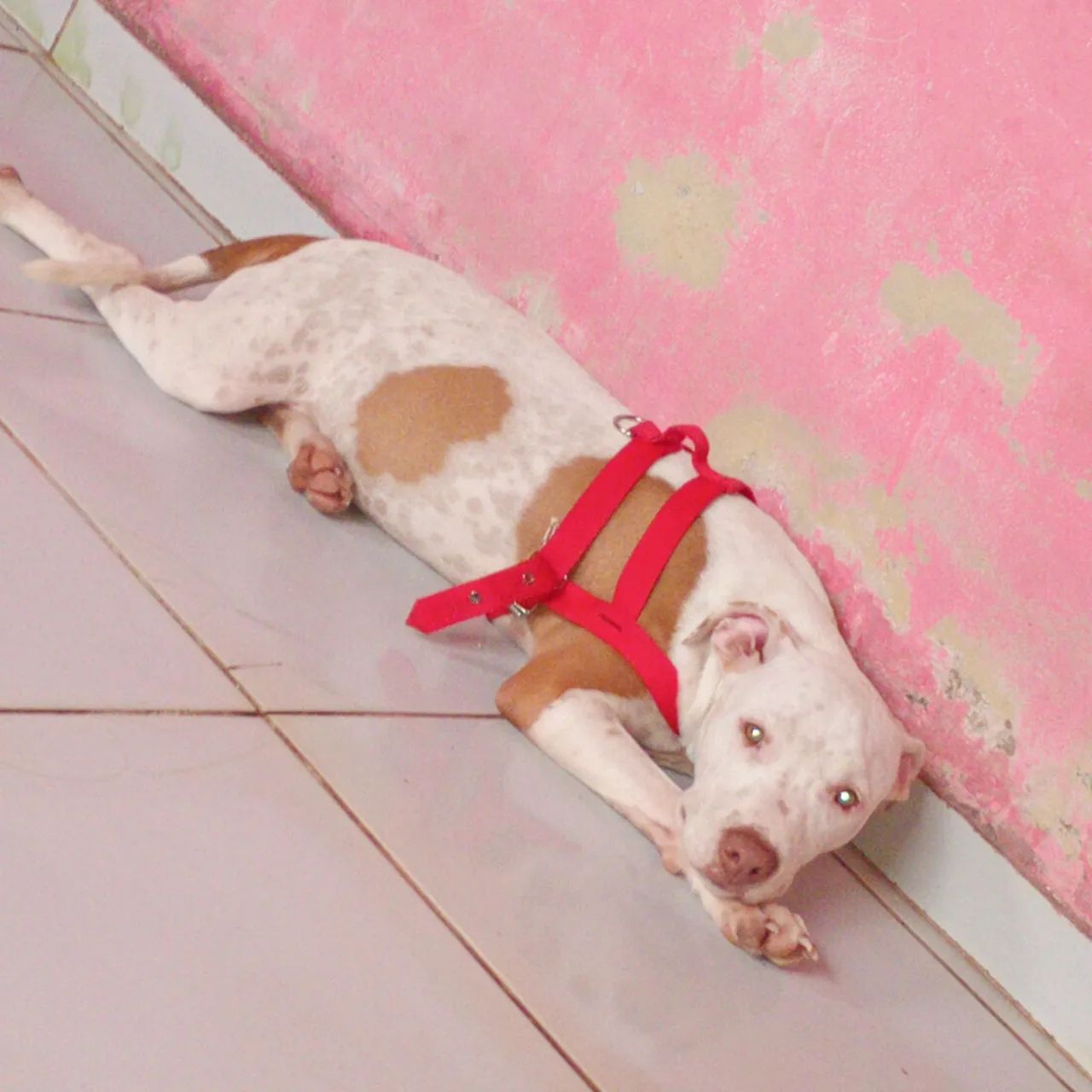 Pitbull - Foto 2