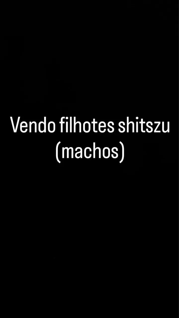 Shistzu machos